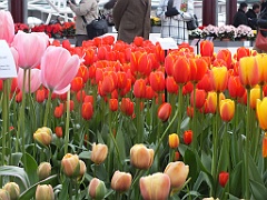 tulipsNL (153)